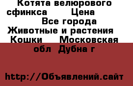 Котята велюрового сфинкса. .. › Цена ­ 15 000 - Все города Животные и растения » Кошки   . Московская обл.,Дубна г.